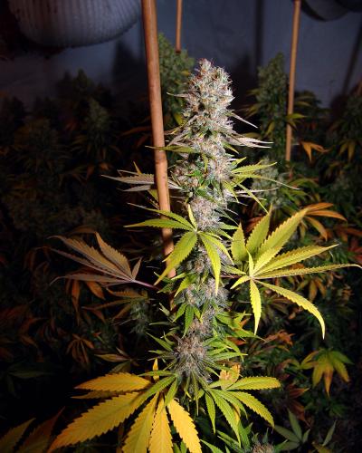Soma Seeds Lavender #1 cannabis plant image 1