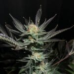 Soma Seeds Lavender OG cannabis plant image 1