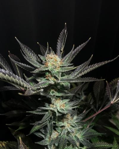 Soma Seeds Lavender OG cannabis plant image 1