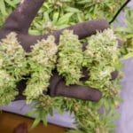 Soma Seeds Lavnesia cannabis plant image 1