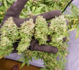 Soma Seeds Lavnesia cannabis plant image 1