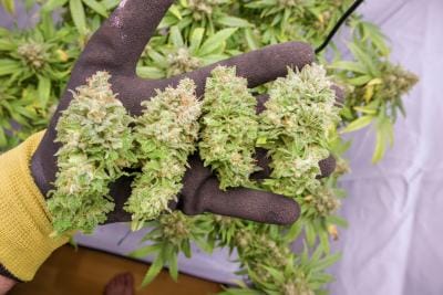 Soma Seeds Lavnesia cannabis plant image 1