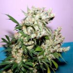 Soma Seeds New York City Diesel cannabis plant image 1