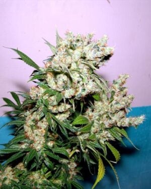 New York City Diesel