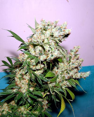 Soma Seeds New York City Diesel cannabis plant image 1
