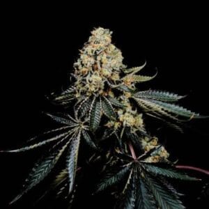 Soma Seeds Pink Glue cannabis plant image 1