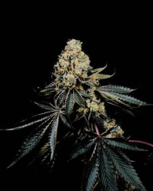 Pink Glue