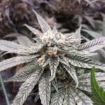 Soma Seeds SO G Kush cannabis plant image 1