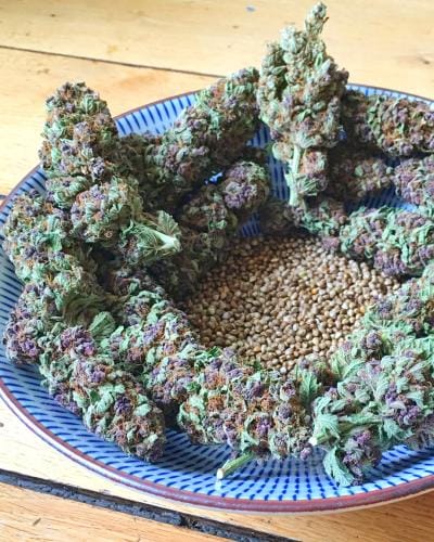 Soma Seeds So Purple cannabis plant image 1