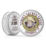 Soma Seeds So Purple cannabis plant image 2