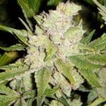 Soma Seeds Sogouda cannabis plant image 1