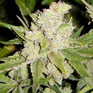 Soma Seeds Sogouda cannabis plant image 1