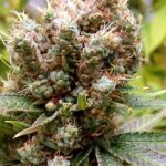 Soma Seeds Somalicious cannabis plant image 1