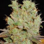 Soma Seeds Somango cannabis plant image 1