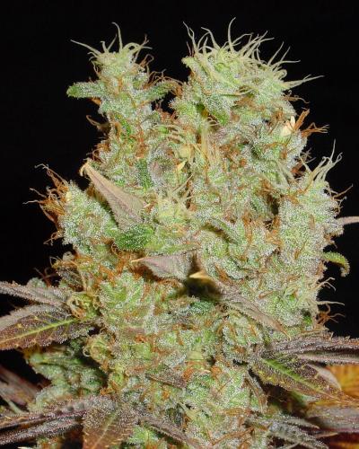 Soma Seeds Somango cannabis plant image 1