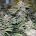 Soma Seeds Somango Pineapple cannabis plant image 1