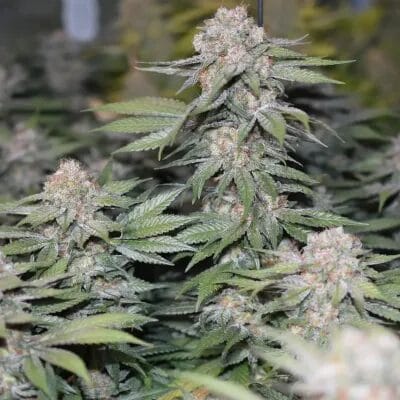 Soma Seeds Somango Pineapple cannabis plant image 1