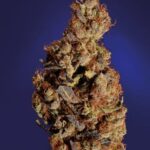 Soma Seeds Somari cannabis plant image 1