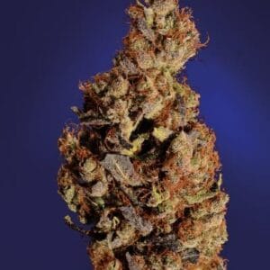 Soma Seeds Somari cannabis plant image 1