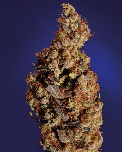 Soma Seeds Somari cannabis plant image 1