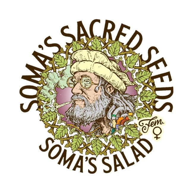 Soma Seeds Soma’s Salad cannabis plant image 1
