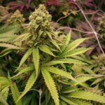 Soma Seeds True OG cannabis plant image 1