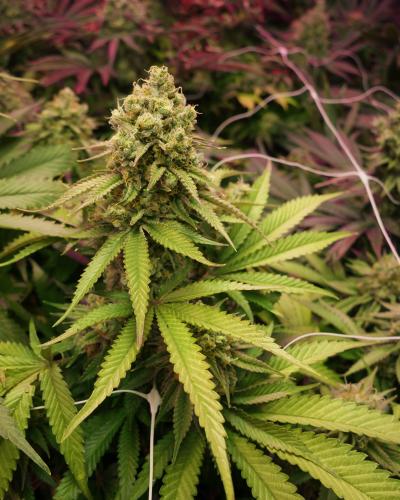 Soma Seeds True OG cannabis plant image 1