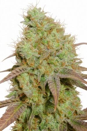 Somango