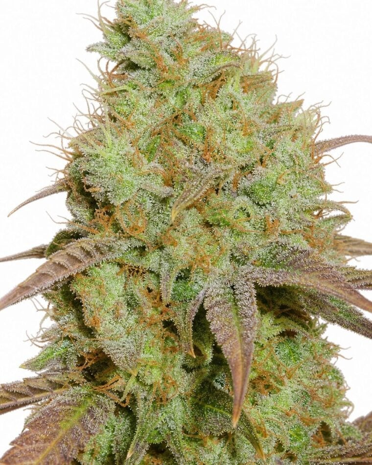 Somango by Seed City Bulk Cannabis Seeds plant image