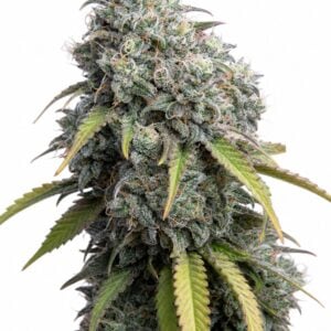 Sour Diesel by Seed City Bulk Cannabis Seeds plant image