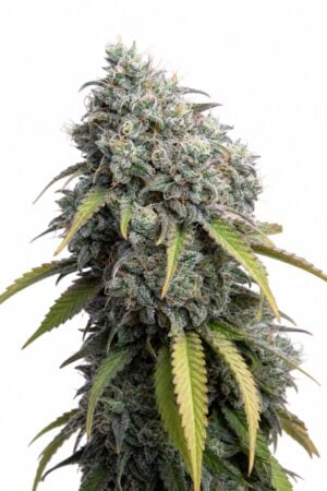 Sour Diesel