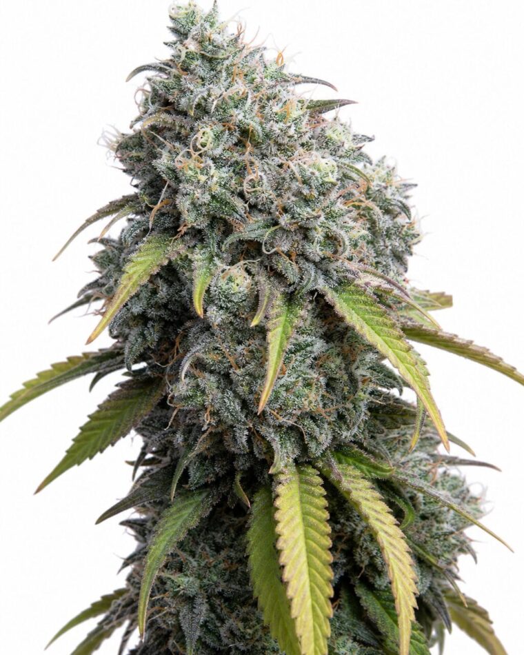 Sour Diesel by Seed City Bulk Cannabis Seeds plant image