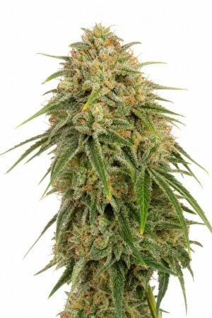 Stilton