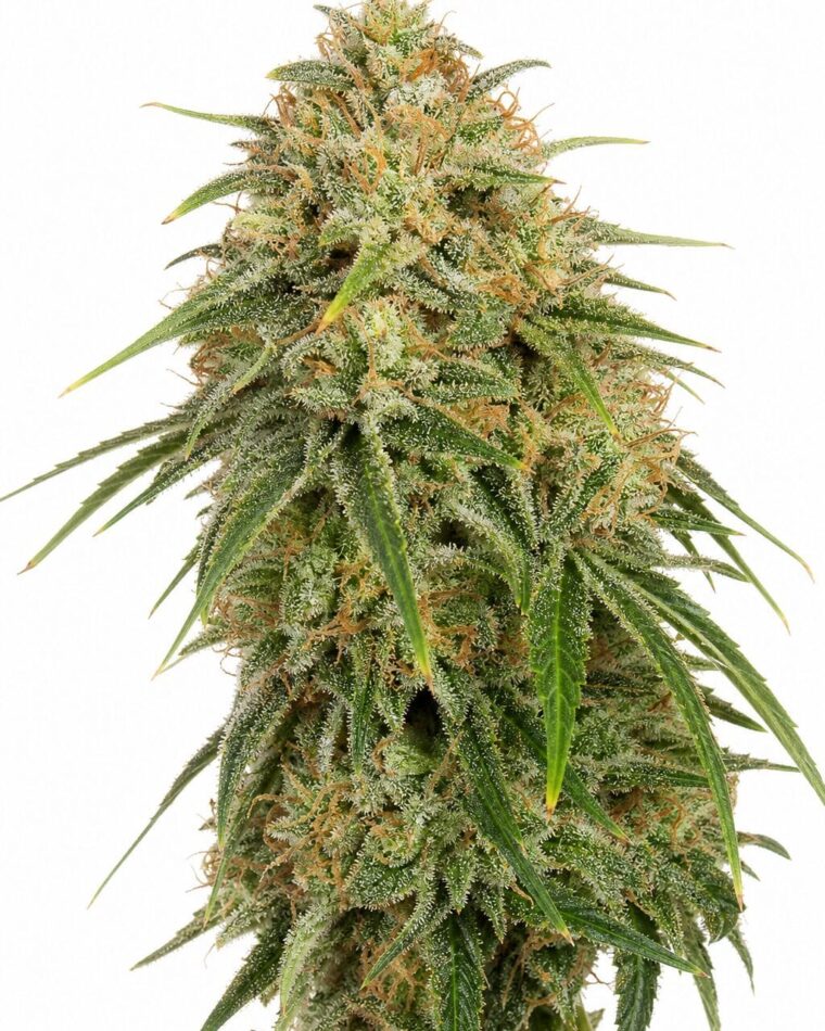 Stilton by Seed City Bulk Cannabis Seeds plant image
