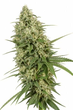 Super Lemon Haze