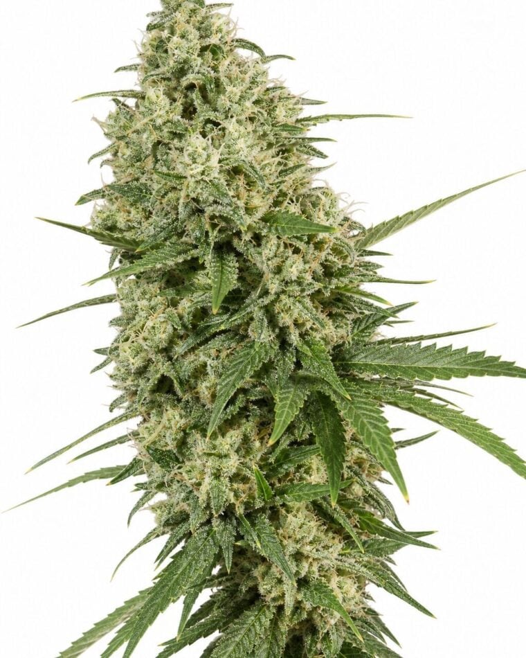 Super Lemon Haze by Seed City Bulk Cannabis Seeds plant image