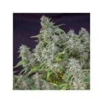 Super Sativa Seed Club Frosty Friday cannabis plant image 2