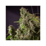Super Sativa Seed Club Frosty Friday cannabis plant image 3
