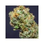 Super Sativa Seed Club Frosty Friday cannabis plant image 4