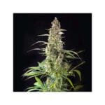 Super Sativa Seed Club Prima Holandica cannabis plant image 2