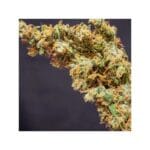 Super Sativa Seed Club Prima Holandica cannabis plant image 3
