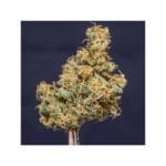 Super Sativa Seed Club Prima Holandica cannabis plant image 4