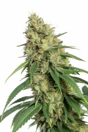 Super Silver Haze OG