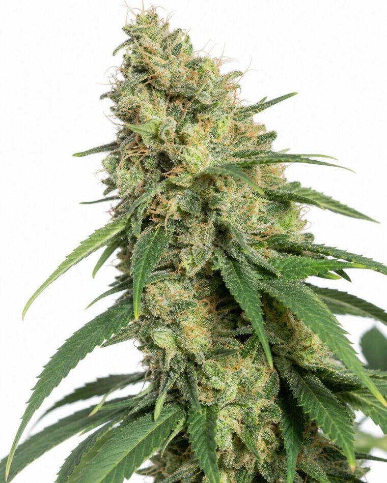 Super Silver Haze OG by Seed City Bulk Cannabis Seeds plant image