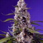 Sweet Seeds Banana Cream Cake XL Auto cannabis plant image 1