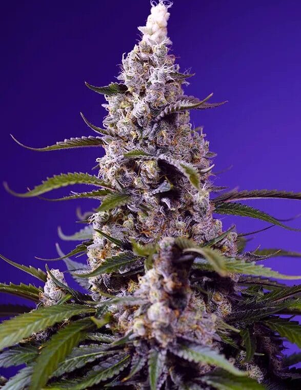 Sweet Seeds Banana Cream Cake XL Auto cannabis plant image 1