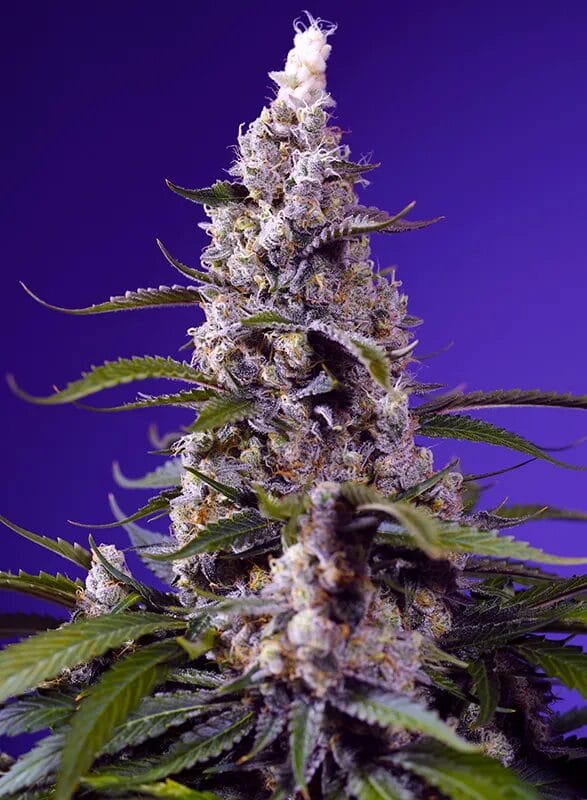 Sweet Seeds Banana Cream Cake XL Auto cannabis plant image 1
