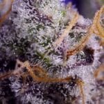 Sweet Seeds Banana Cream Cake XL Auto cannabis plant image 2