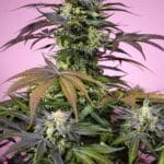 Sweet Seeds Gelonade cannabis plant image 1