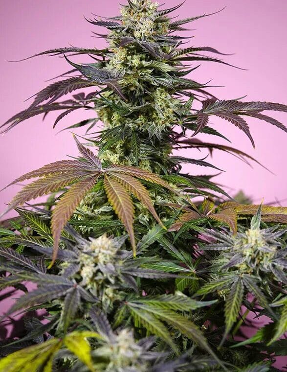 Sweet Seeds Gelonade cannabis plant image 1